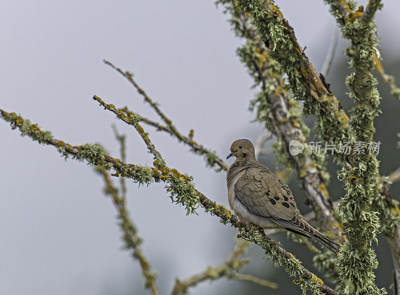 哀鸽(Zenaida macroura)是鸽科(Columbidae)的一员。这种鸟也被称为斑鸠或美国哀鸠或雨鸠。